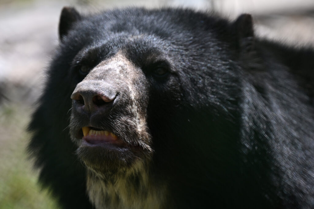 Thousands of Asiatic black bears live in the wild throughout Japan.