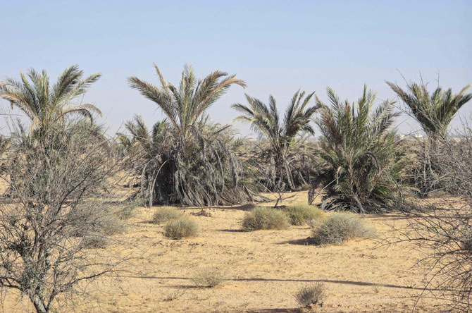 Bare trees stand near palms in a field in the Libyan village of Kabaw in the Nafusa mountains on May 26, 2024. (AFP)