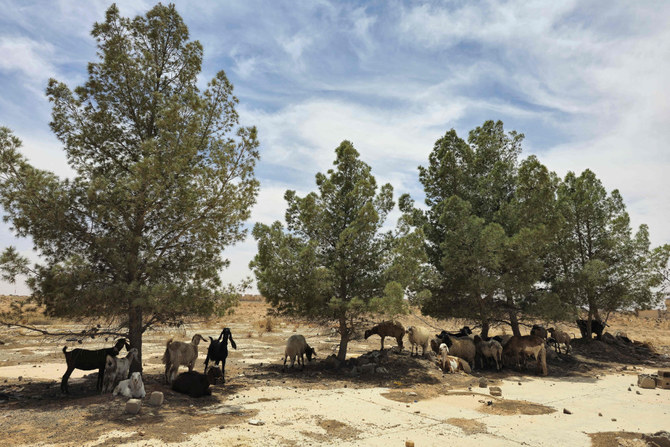 Sheep and goats gather in the shade under trees in an arid field in the Libyan village of Kabaw in the Nafusa mountains on May 26, 2024. (Photo by Mahmud Turkia/AFP)