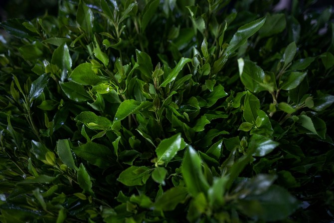 Individuals chew qat leaves for its stimulant effects, which are less intense than those caused by abusing cocaine or methamphetamine. (AFP file photo for illustrative purposes)