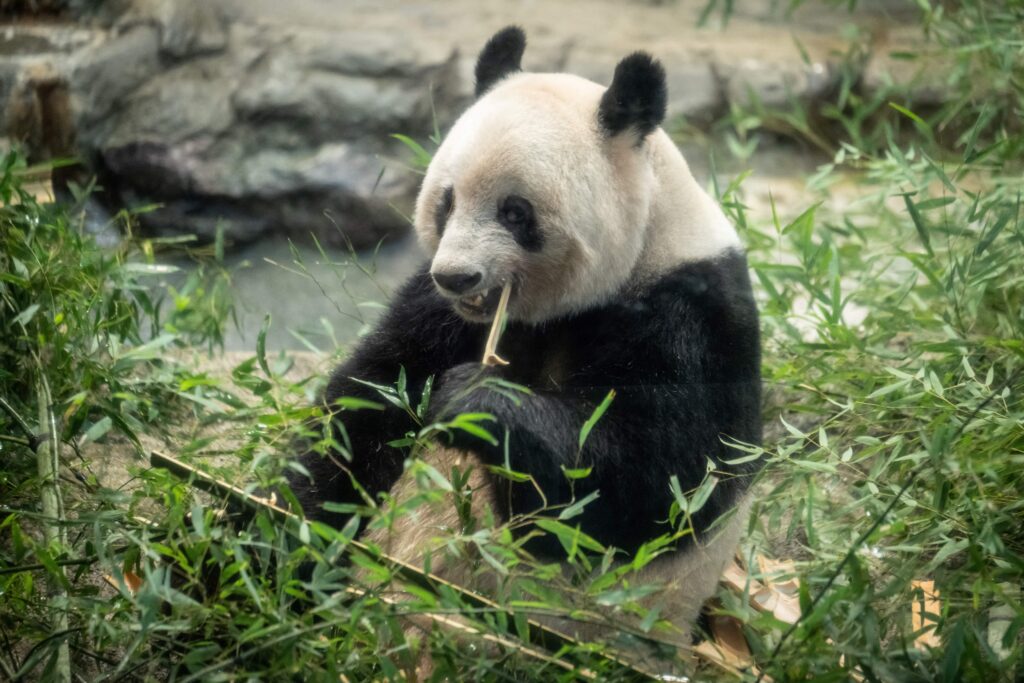 The female panda was made open to public view at a shelter in Ya'an in China's Sichuan Province, starting in October. (AFP)