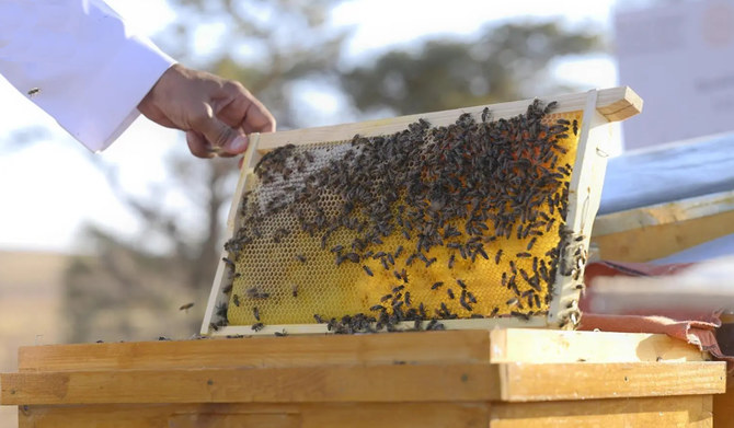 According to the reserve's authority, the season begins in July and ends in April. (SPA)