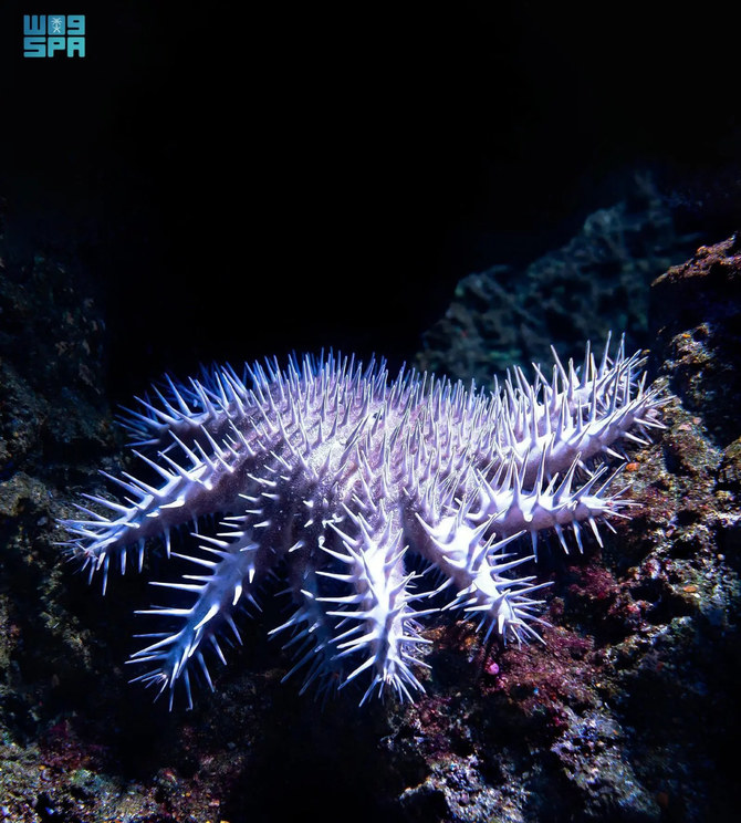 Left unchecked, the outbreak of crown-of-thorns starfish could be dangerous to coral reef health. (SPA photo)