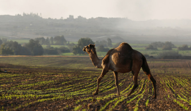 A camel walks on a field, amid the ongoing conflict between Israel and the Palestinian Islamist group Hamas, near the border of central Gaza, January 5, 2024. (REUTERS)