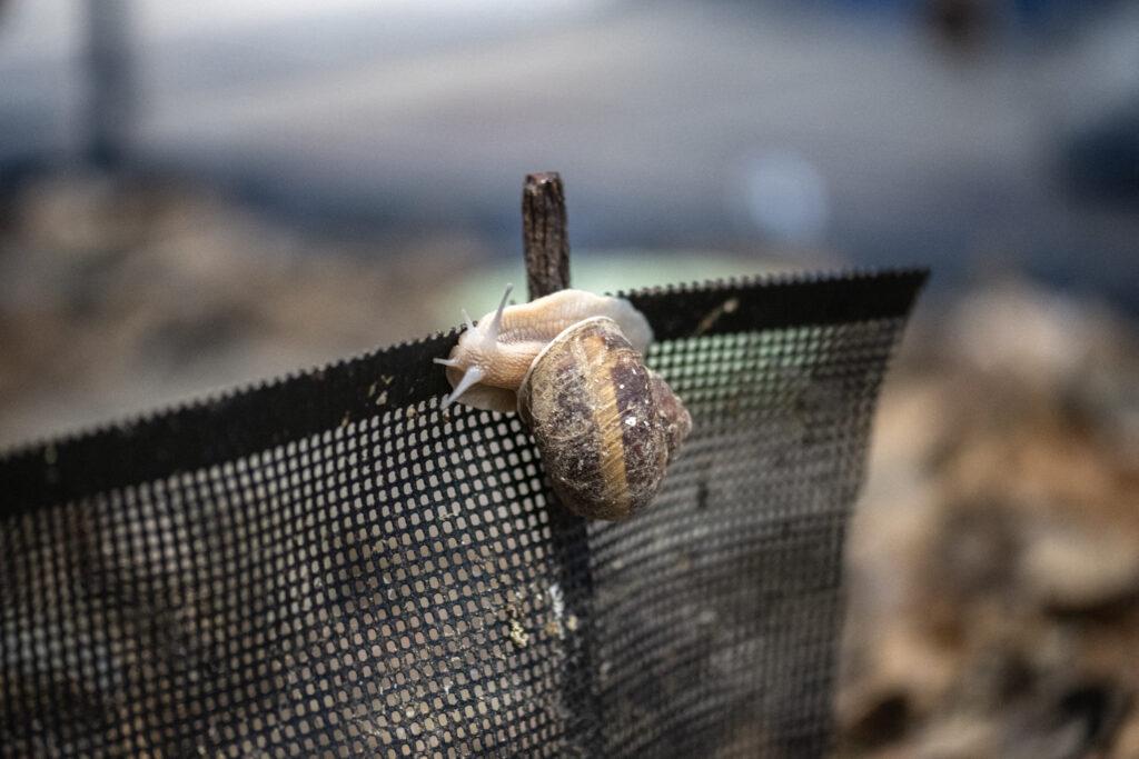Snails are a type of shelled gastropod. There are some 800 species in Japan. (AFP)