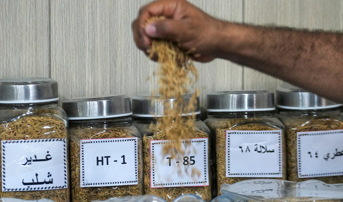 A man displays different varieties of rice at a plantation in Mishkhab in Iraq's Najaf province on July 8, 2024. (AFP/File)