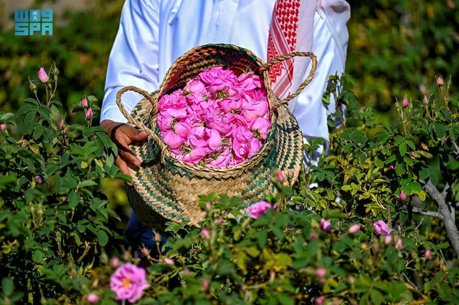 The fragrant crops have elevated the mountainous Taif region into a global rose capital.. (SPA photo)