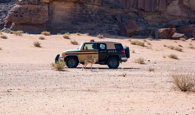 The Saudi authorities have urged the public to report any activities that may constitute an attack on the environment or wildlife. (SPA/File)