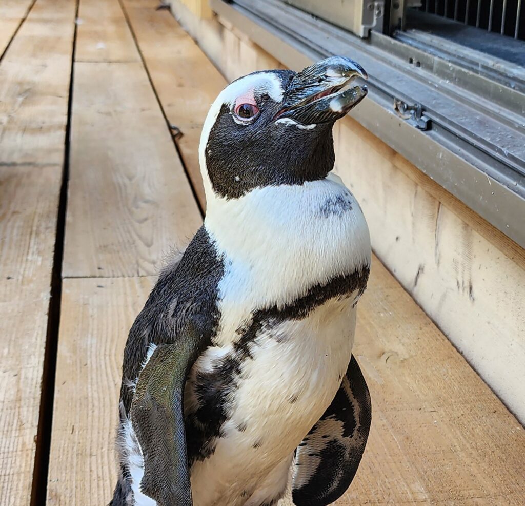 This handout photo taken on September 8, 2024 and received on September 11, 2024 from Ryosuke Imai, a staff member of Gekidan Penters, shows a six-year-old Cape penguin, also known as an African penguin, after it was found following its escape, in the city of Tokoname, Aichi prefecture. (AFP)