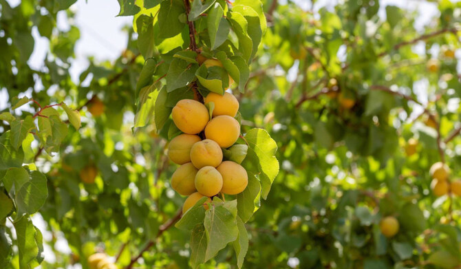 Fruits grown in Al-Jouf include figs, grapes, peaches, apricots, lemons, oranges, tangerines, apples, pears, watermelons, plums, nectarines, pomegranates, and various berries, thanks to its favorable environmental conditions and access to fresh water in Tabarjal governorate. (SPA)
