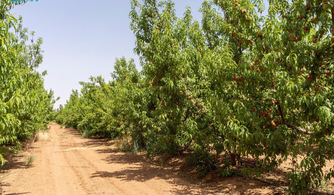 Fruits grown in Al-Jouf include figs, grapes, peaches, apricots, lemons, oranges, tangerines, apples, pears, watermelons, plums, nectarines, pomegranates, and various berries, thanks to its favorable environmental conditions and access to fresh water in Tabarjal governorate. (SPA)
