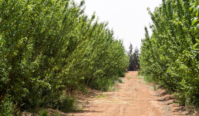 Fruits grown in Al-Jouf include figs, grapes, peaches, apricots, lemons, oranges, tangerines, apples, pears, watermelons, plums, nectarines, pomegranates, and various berries, thanks to its favorable environmental conditions and access to fresh water in Tabarjal governorate. (SPA)