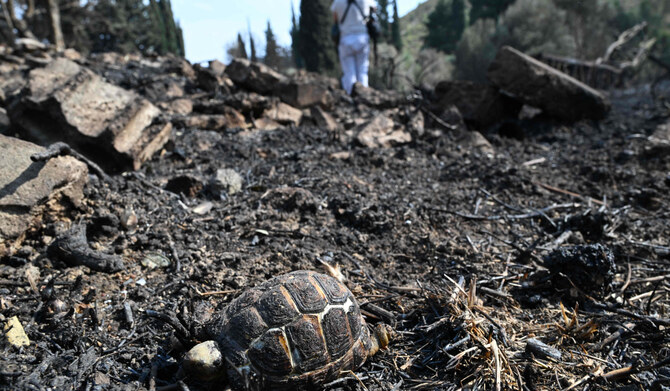 The carcass of a turtle sits amongst the ash after overnight Israeli strikes on the outskirts of Masyaf in Syria's central Hama province on September 9, 2024. (AFP)