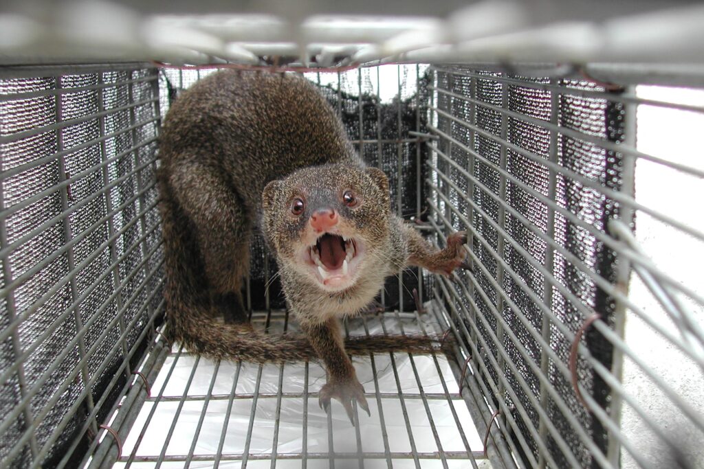 The mongoose population had exploded to around 10,000 by 2000 and Japanese authorities began a program of eradication that reportedly included specially trained sniffer dogs. (AFP)