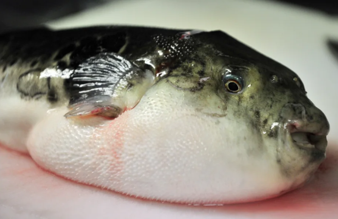 Fugu is often served raw at high-end restaurants in Japan, where chefs must hold a licence proving they can safely slice around organs that contain a lethal poison. (AFP)