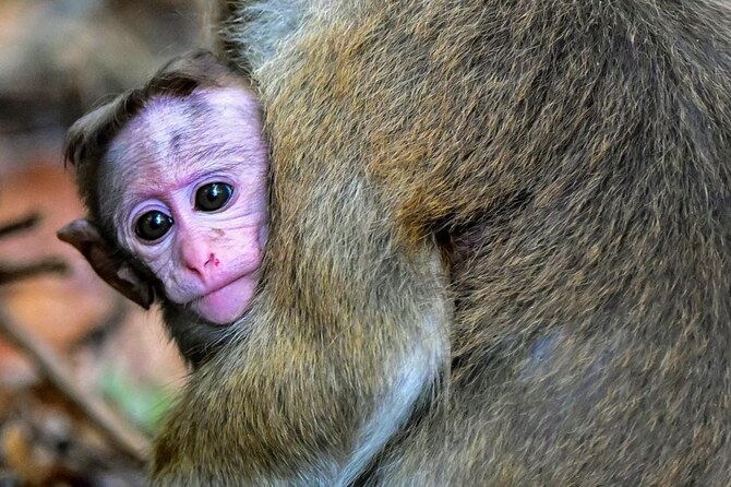 File photo shows a monkey outside the Rangiri Dambulla Cave Temple in Dambulla on October 14, 2024. (AFP)