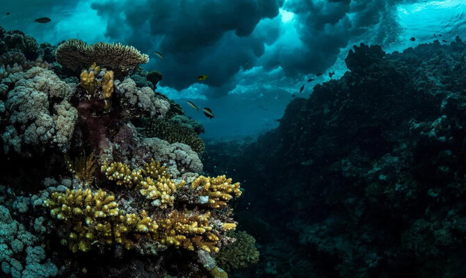 The Red Sea Coral Reef Fish and Fisheries Forum began in Jeddah on Tuesday. (SPA/File)