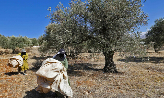 Farmers harvest olives in the southern Lebanese village of Kfeir on November 15, 2024, amid the ongoing war betwen Israel and Lebanon's Hezbollah group. (AFP)
