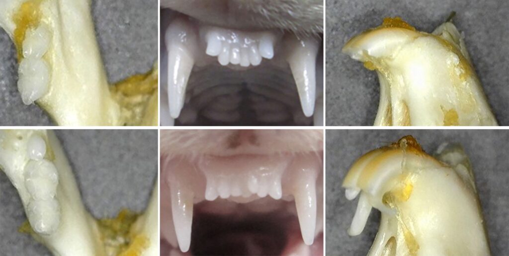 This combination of undated handout images received by AFP on November 5, 2024 by the Medical Research Institute Kitano Hospital in Osaka shows before (top) and after images of the regrowth of a teeth in a ferret (centre top and bottom) and mice (R and L). (Photo by Handout / Medical Research Institute Kitano Hospital / AFP)