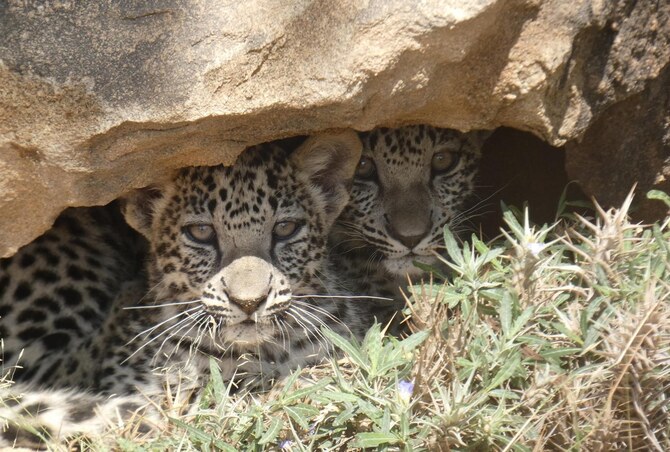 An image showing the three Arabian leopard cubs, Dec. 4 (SPA)