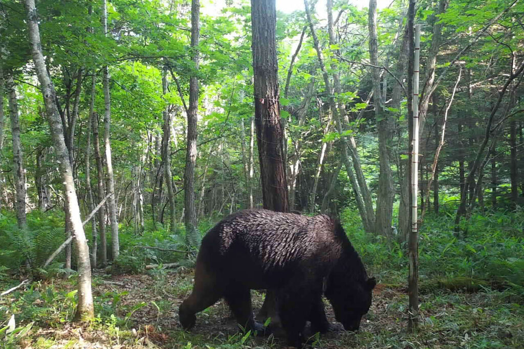 It was the latest in a series of human encounters with bears in recent years that have prompted the Japanese government to propose loosening restrictions on shooting the animals. (AFP)