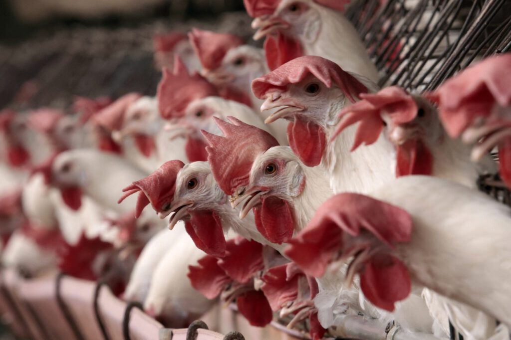 In Ibaraki, a total of about 12 million chickens were kept on farms as of February this year, according to the prefectural government. (AFP)