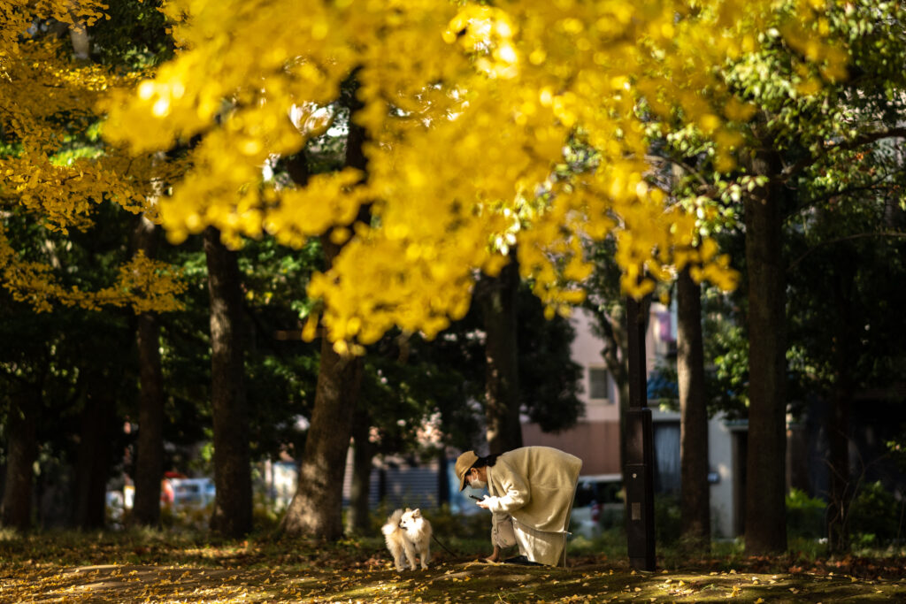 The weather has delayed the country's autumn foliage season -- when tourists flock to see leaves turn vibrant reds and yellows. (AFP)