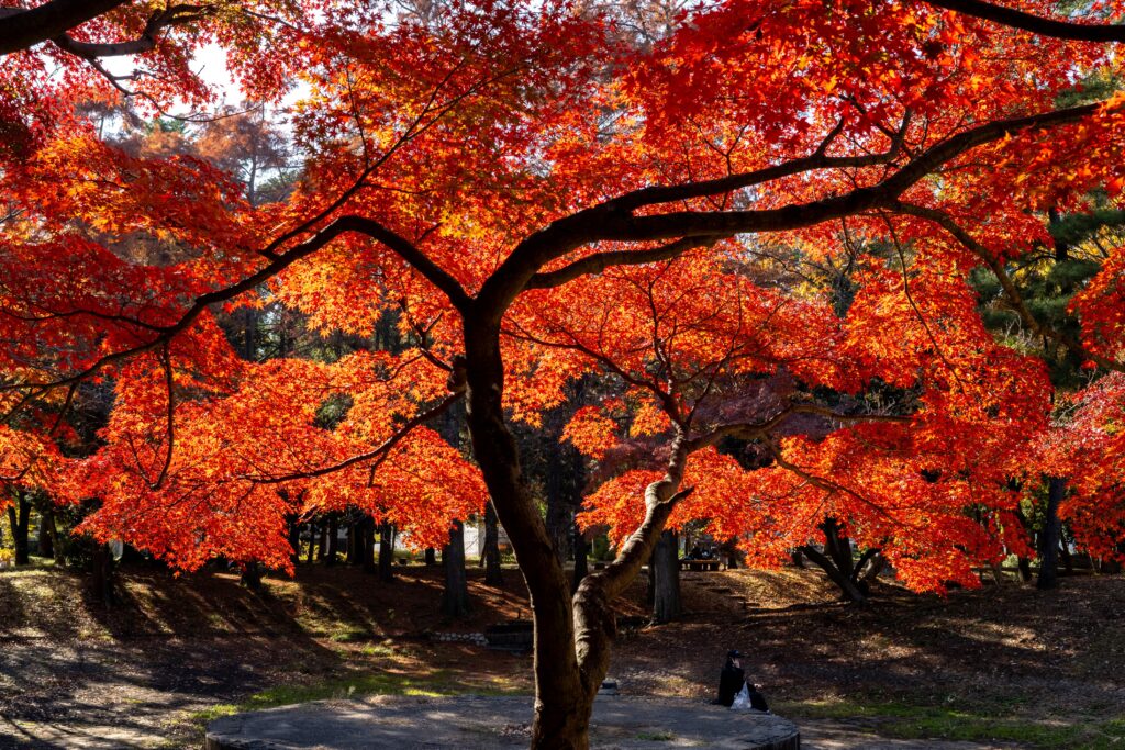The weather has delayed the country's autumn foliage season -- when tourists flock to see leaves turn vibrant reds and yellows. (AFP)