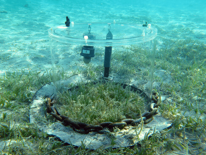 KAUST scientists use an in-situ incubation chamber to measure calcium carbonate dissolution, photosynthesis and the respiration rates of seagrass. (Photo courtesy of KAUST)