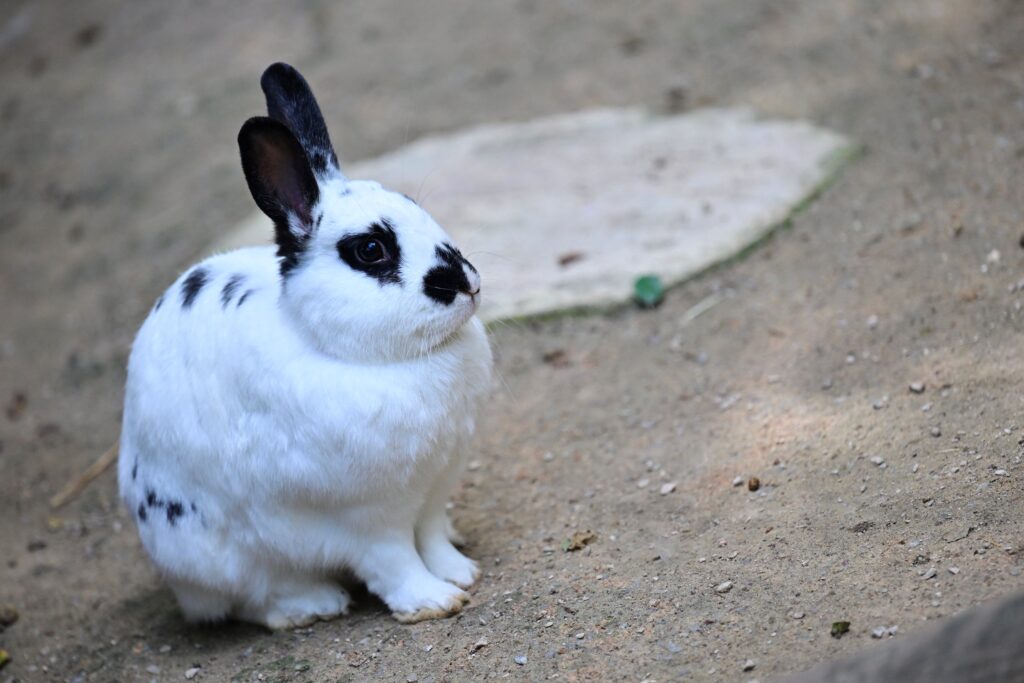 Media reports said that police were investigating whether the 25-year-old man was also linked to the discovery of 77 rabbit carcasses on the island since late November. (AFP)