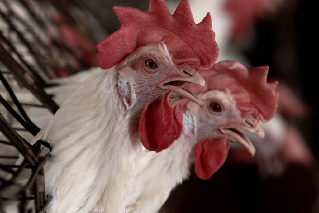 It is the 19th bird flu outbreak of the season in Japan, the agriculture ministry said. (AFP)