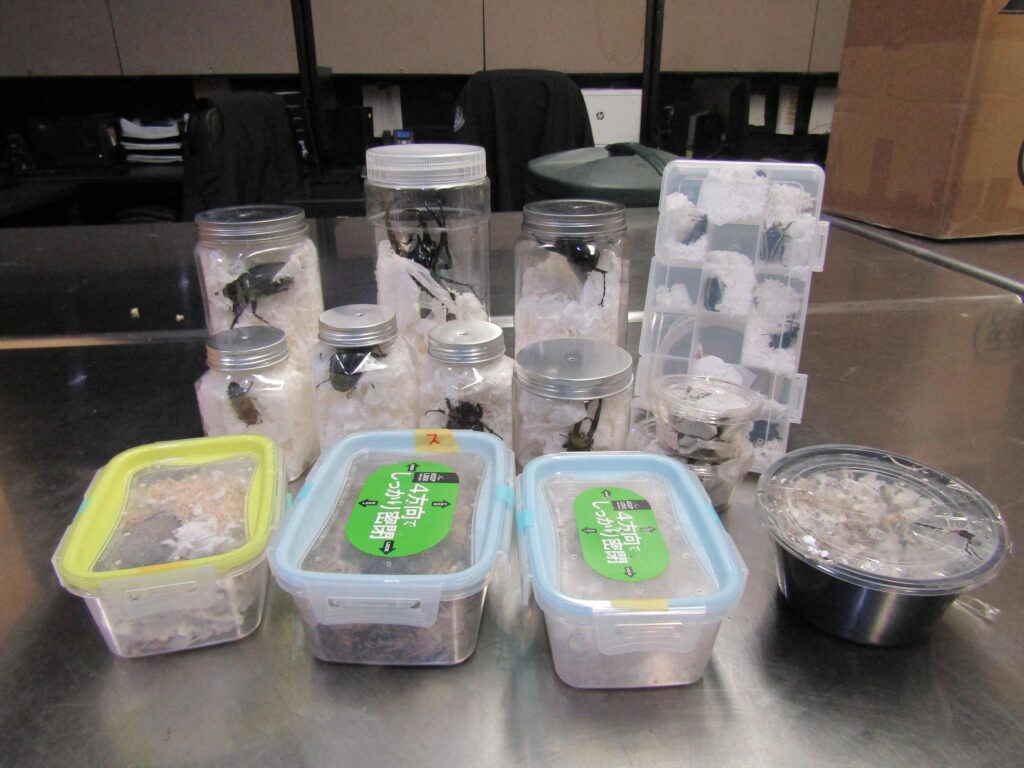The live creepy crawlies, which were up to five inches (13 centimeters) long, were concealed among potato chips, chocolate and other goodies at Los Angeles International Airport last month. (AFP)