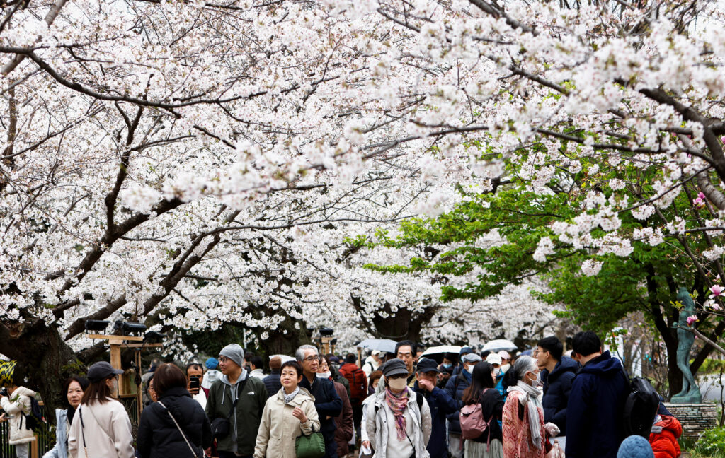 People walk underneath cherry blossoms blooming in Tokyo, Japan, March 31, 2025. (REUTERS)