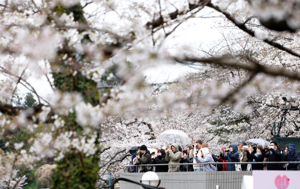 Visitors take pictures of cherry blossoms at Chidorigafuchi park in Tokyo, Japan March 31, 2025. (REUTERS)