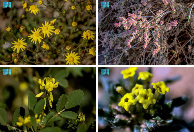 Clockwise, from top left: Zamlouq (Senecio glaucus), Ramth (Haloxylon salicornicum), Arnebia decumbens and Zahra (Tribulus omanense). (SPA photos)