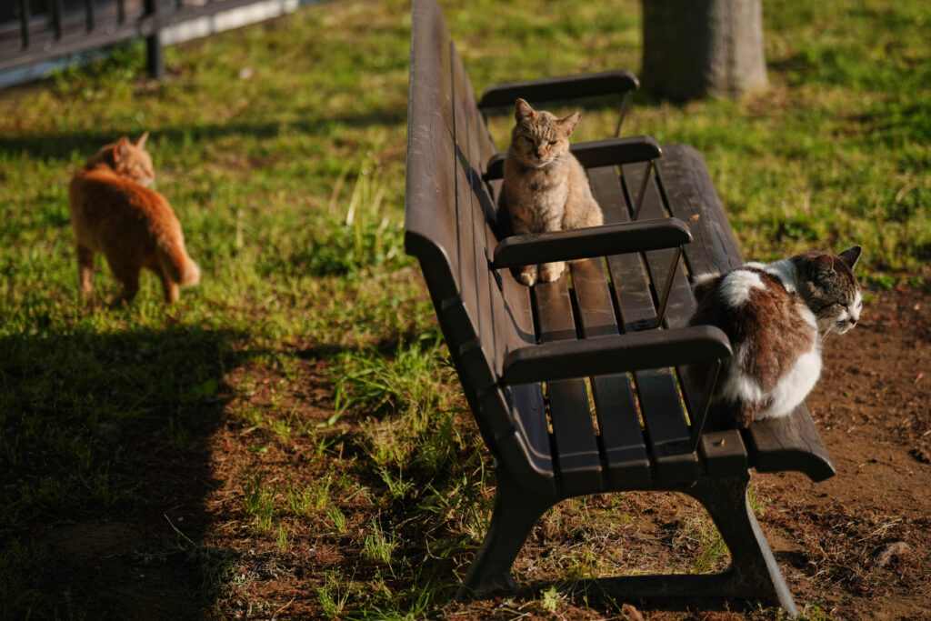 Past findings have indicated bobtails accounted for nearly 80% of the cats in Nagasaki, twice the occurrence of anywhere else in Japan. (AP Photo/Eugene Hoshiko)