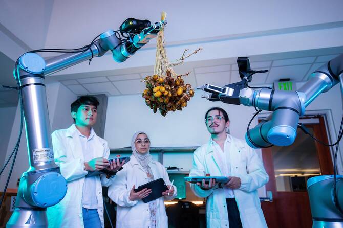 The university is developing an AI-driven robotic system to support local date farmers. (Supplied)