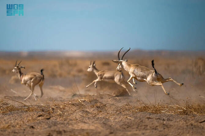 KSRNR is home to over 350 species of various mammals, reptiles, and amphibians. (SPA)