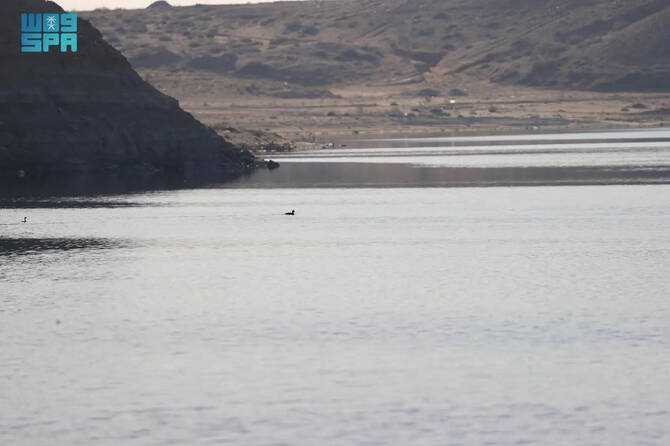 KSRNR is home to over 350 species of various mammals, reptiles, and amphibians. (SPA)
