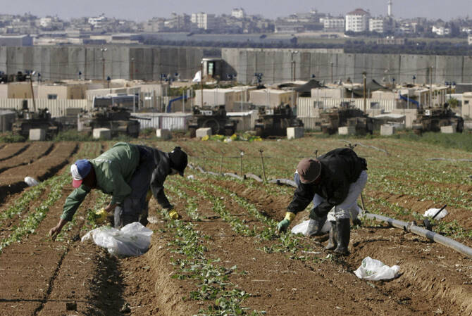 Thai workers work in a field next to an Israeli army base outside the Gaza Strip, near the southern Israeli Kibbutz of Nahal Oz, on Nov. 30, 2006. (AP Photo/File)