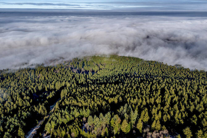Fog lies on the forests of the Taunus region near Frankfurt, Germany, Dec. 25, 2024. (AP Photo/File)