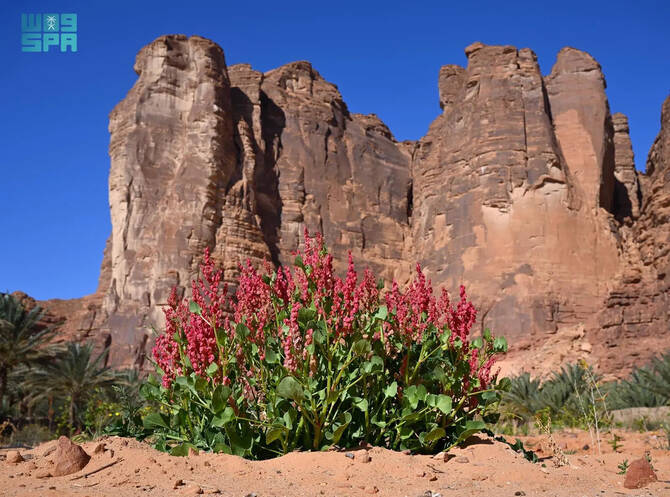 Rumex vesicarius, known locally as hummayd, is an annual herbaceous plant native to Saudi Arabia and widely distributed across its regions