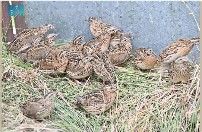 Quail guards their shallow ground nest, built from dried plants and grass. 8 to 13 eggs are incubated, while the male defends the surrounding territory. (SPA)