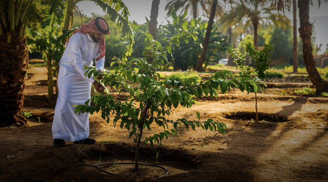 Saudi Arabia’s environmental transformation is still unfolding, but the trajectory is clear. (Saudi Green Initiative photo)
