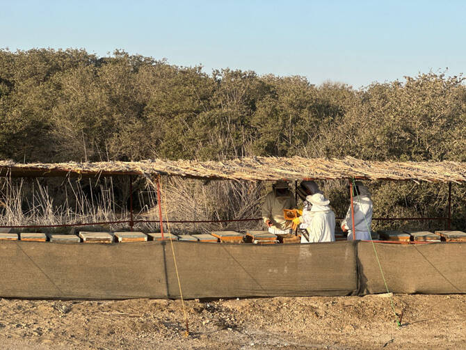 A bee farm located beside a mangrove forest in the Kingdom's Arabian Gulf coast. (Supplied)