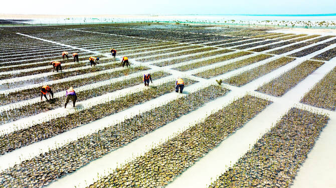 NCVC launched several initiatives to plant 13 million mangrove trees along the coasts of Jazan, Makkah, Tabuk, Madinah, Asir, and the Eastern Province. (RSG photo)