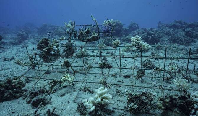 A coral garden grows at Havannah Harbour, off the coast of Efate Island, Vanuatu, Sunday, July 20, 2025. (AP)