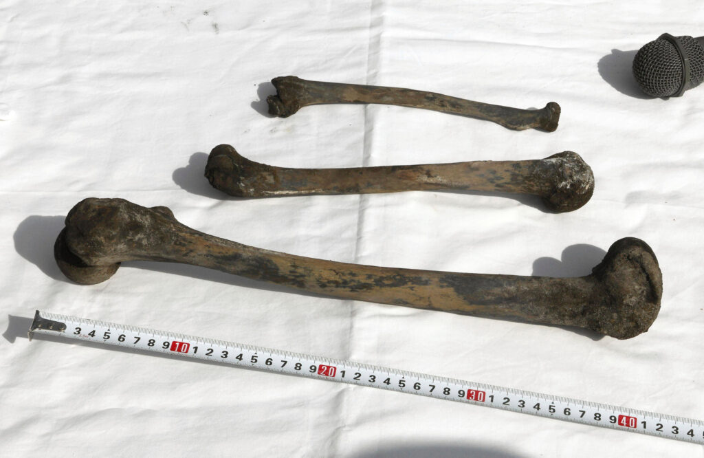 This shows what are believed to be bones, recovered from Chosei Mine in Ube, Yamaguchi prefecture, southern Japan Monday, Aug. 25. (Kyodo News via AP)