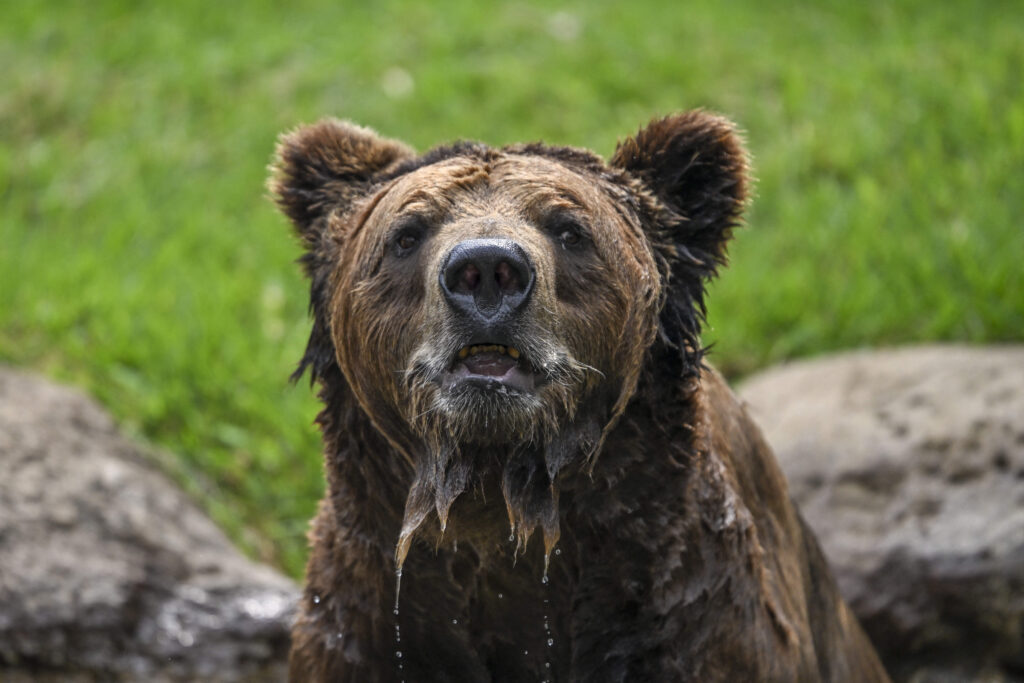 The number of brown bears in Hokkaido fell year-on-year in 2023 for the first time since 1991, according to latest estimates released this month. (AFP)