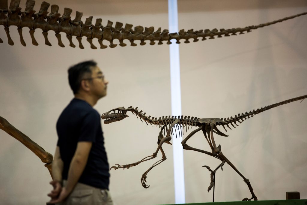 同博物館やタイの共同研究チームが2007~13年、バンコクの北東約300キロにある約1億2000万年前 (AFP)